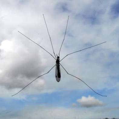 ¡ADIÓS MOSQUITOS! Protege la piel de las picaduras