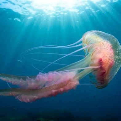 Picadura de medusa en la playa: qué hacer (y qué no) para actuar con calma